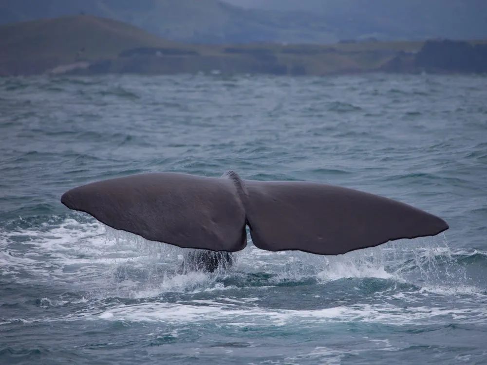 MSCはスリランカのクジラを救うために方針を変更-7