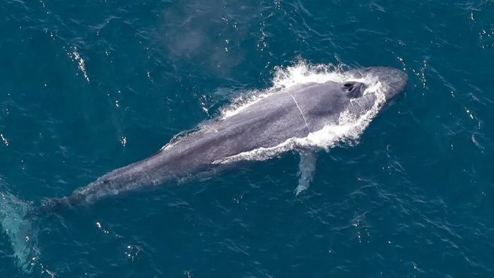 MSCはスリランカのクジラを救うために方針を変更-5
