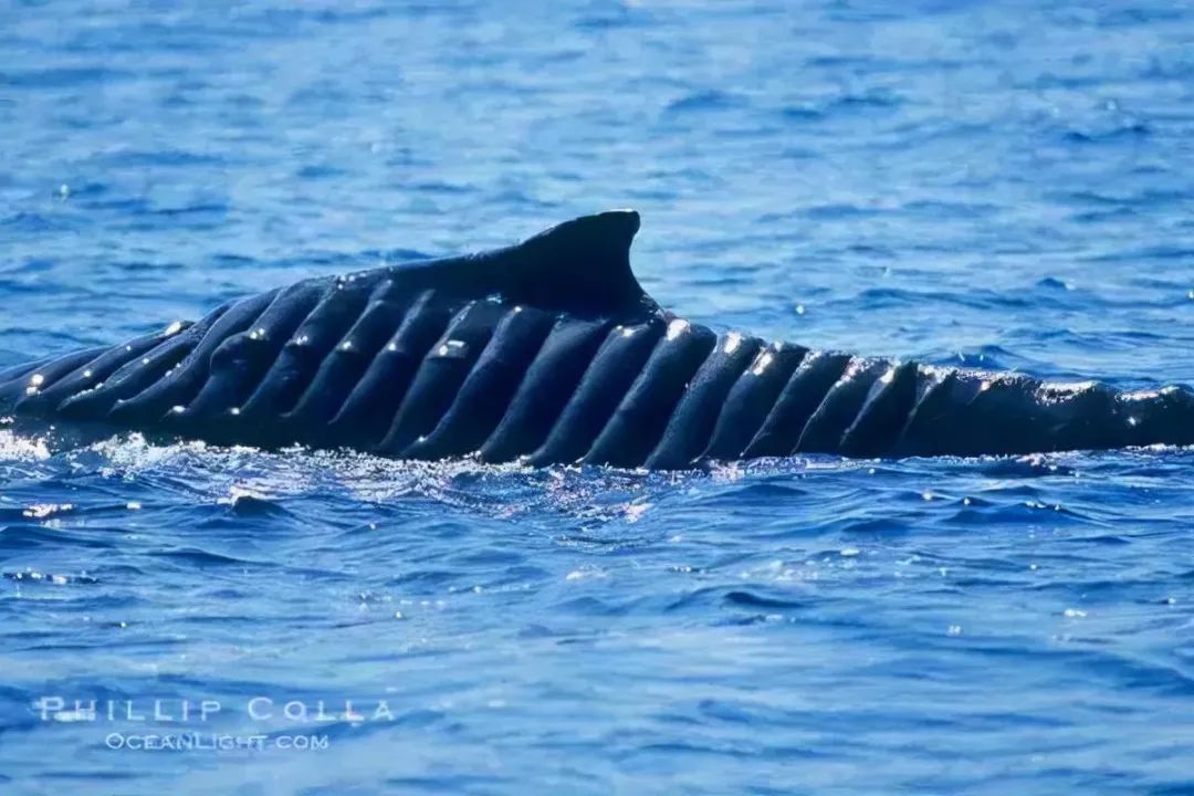 MSCはスリランカのクジラを救うために方針を変更-4