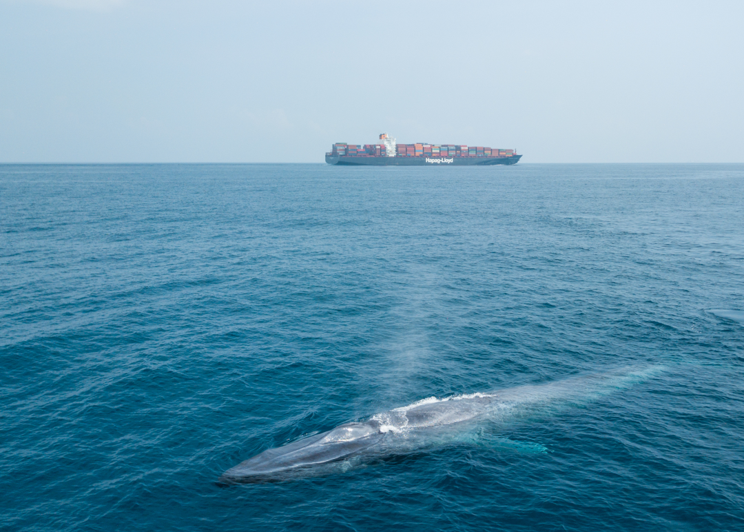 MSC はスリランカのクジラを救うために方針を変更-11