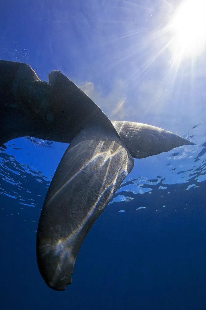 MSCはスリランカのクジラを救うために方針を変更-10