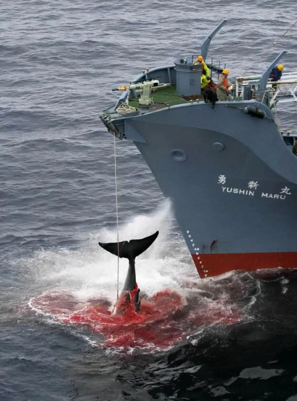 MSCはスリランカのクジラを救うために方針を変更-6