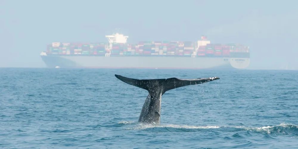 MSC、スリランカのクジラを救うために方針転換