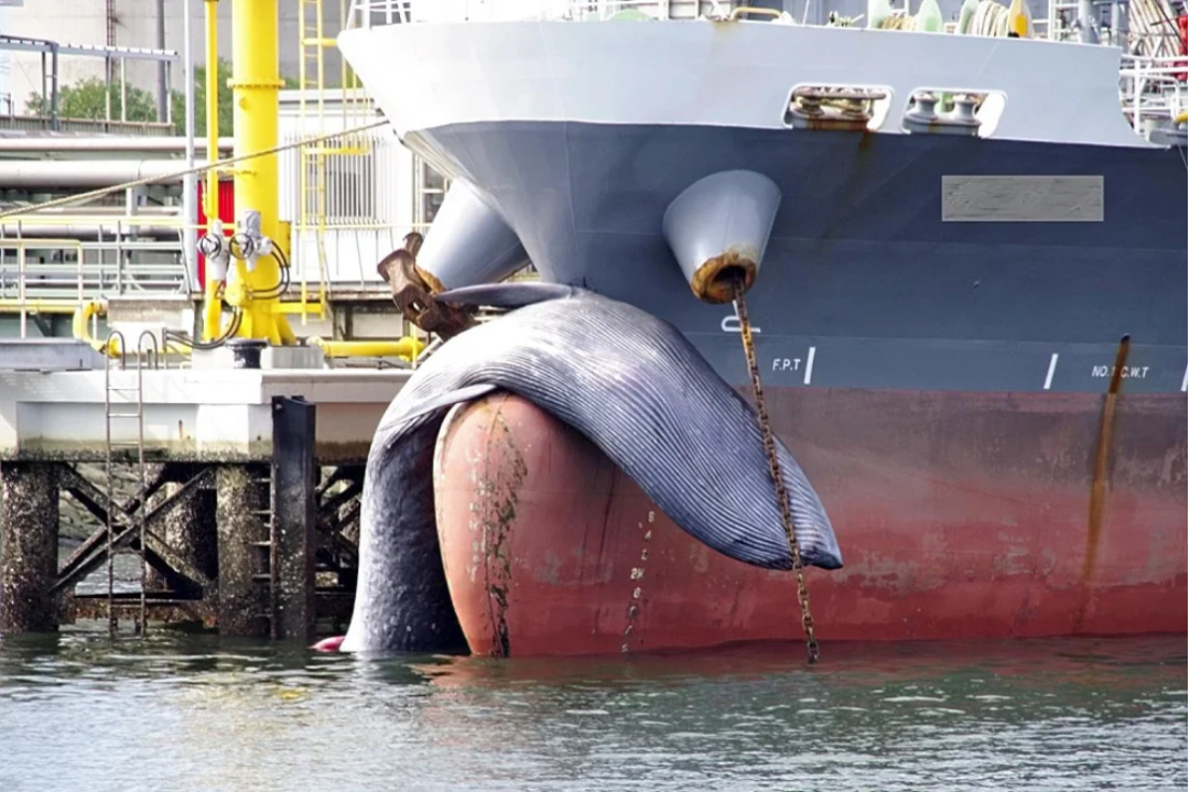 MSCはスリランカのクジラを救うために方針を変更-2